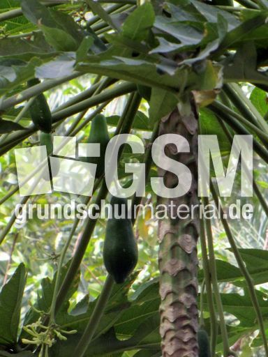 203 Wadi Tiwi, Papayas.JPG